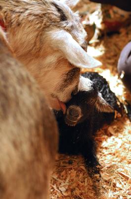 Newborn Goat - It's a Girl 5
