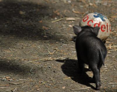 Little Baby Piglet Playing Ball