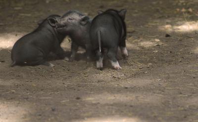 u26/ccraft/medium/43293694.piglet1.jpg