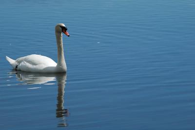 Mute Swan