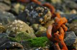 Tofino Harbour 2