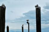 Sea Gulls 2 - Ucluelet