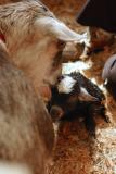 Newborn Goat - Its a Girl 3