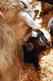 Newborn Goat - Its a Girl 5