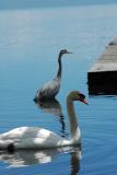 Mute Swan passing a heron