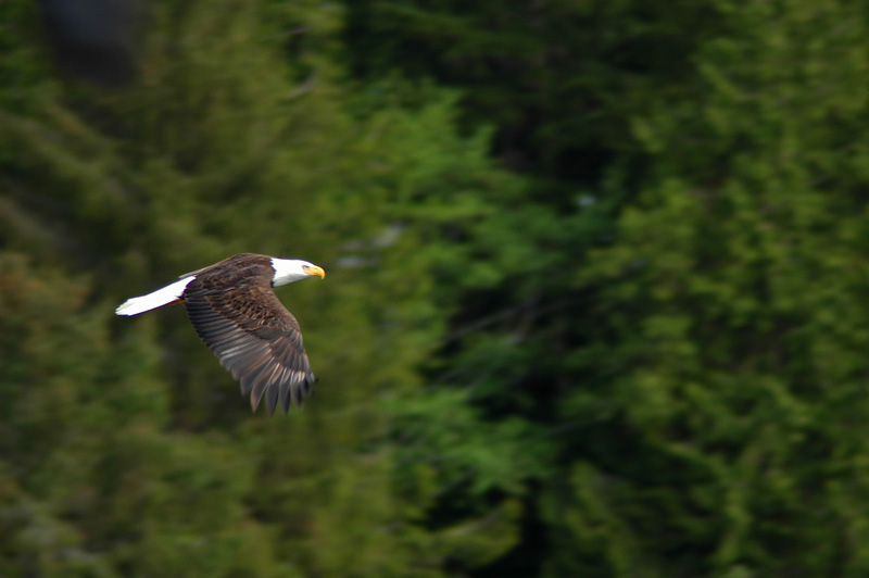 Eagle in Flight 12