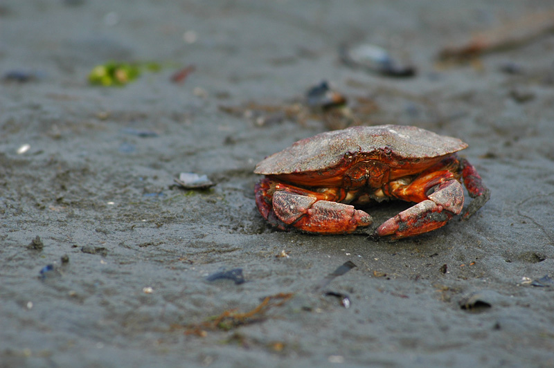 Crab 2