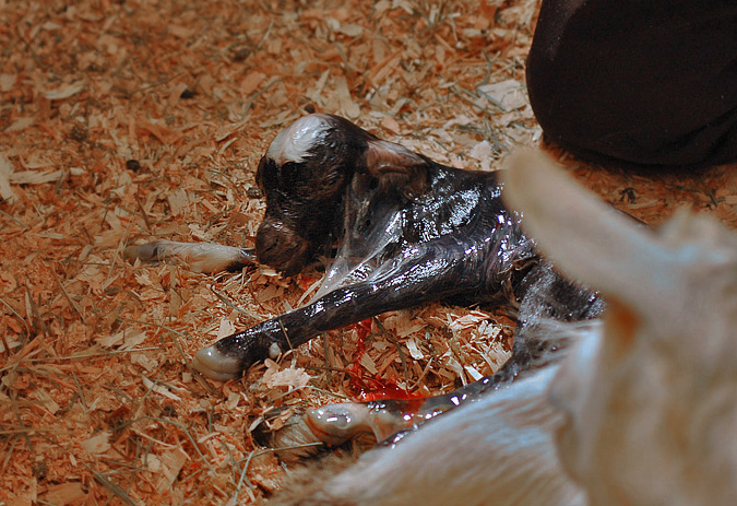 Newborn Goat - Its a Girl 1