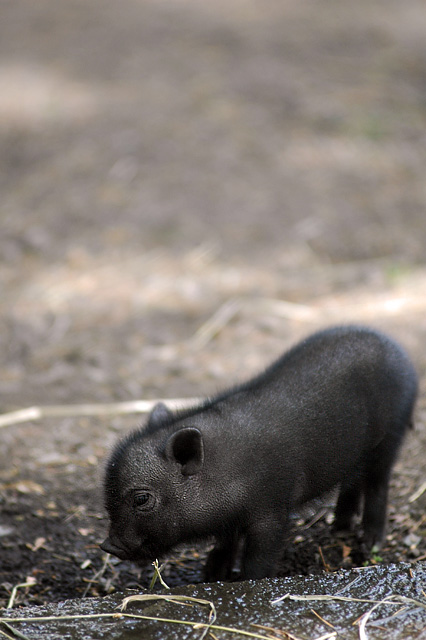 piglet 2.jpg