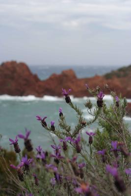 Flaure du Massif de l Esterel.jpg