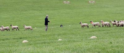 handler dog sheep trial Bluegrass