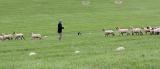 handler dog sheep trial Bluegrass