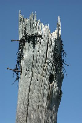 Weathered Piling