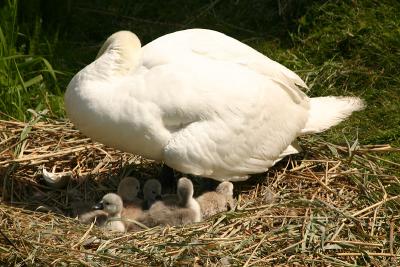 Mute Swan with chicks