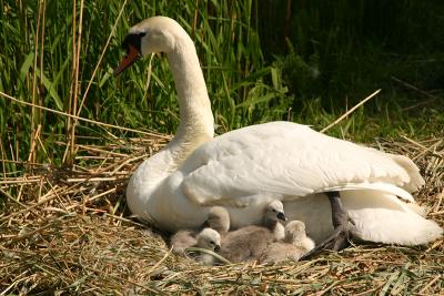 Mute Swan with chicks