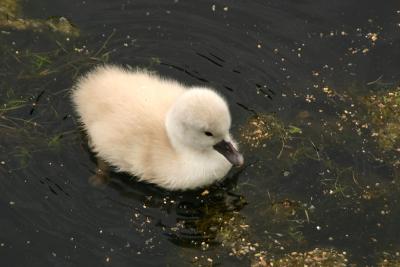 Cygnet