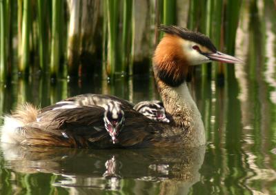 Great Crested Grebe with chicks