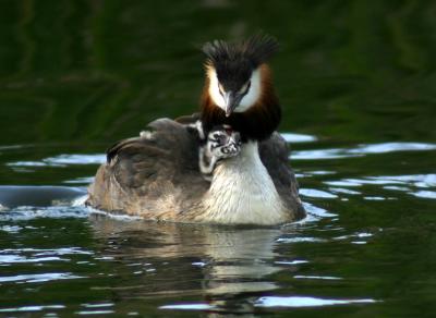 Great Crested Grebe with chick