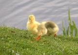 Goslings