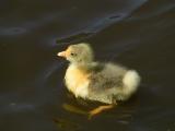 Gosling