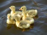 Goslings
