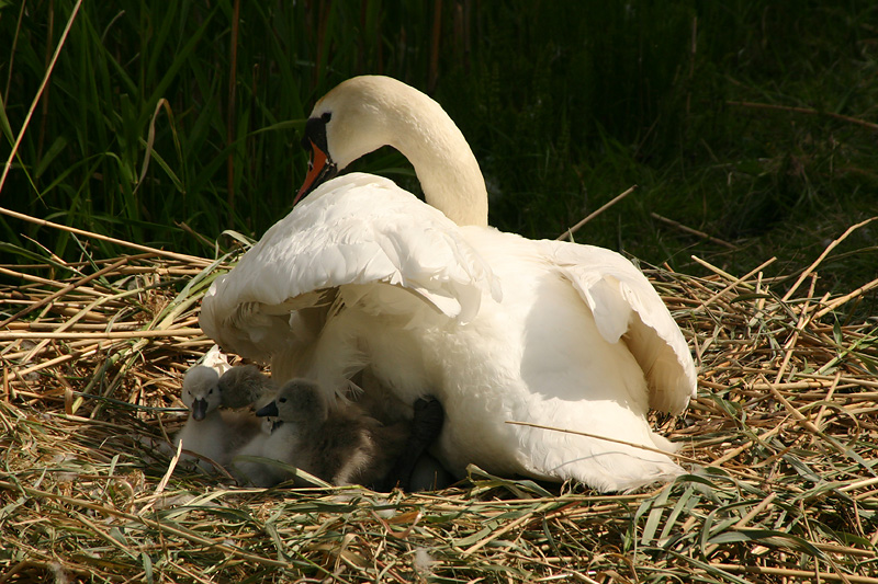 Mute Swan with chicks