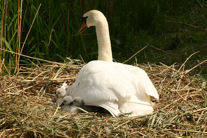 Mute Swan with chicks