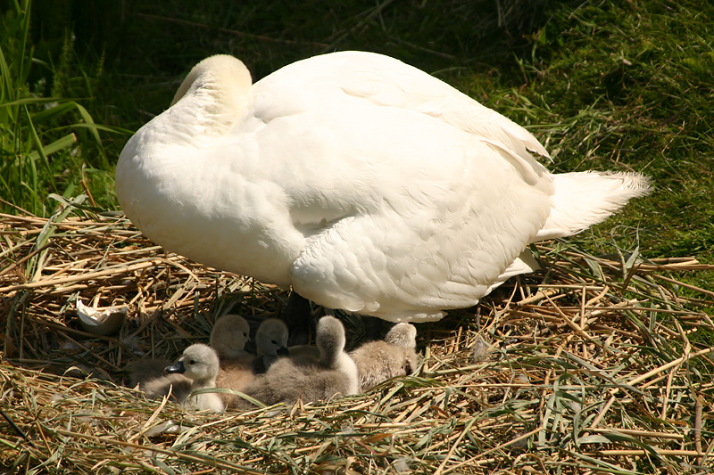 Mute Swan with chicks