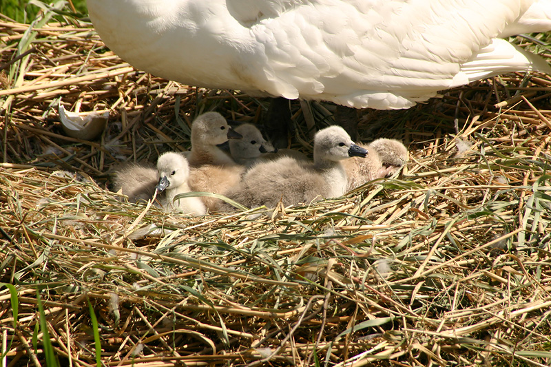 Mute Swan with chicks