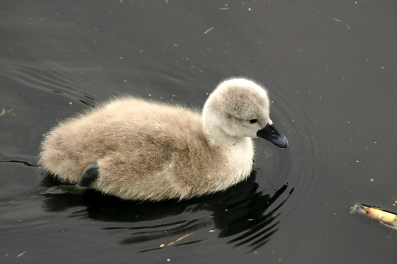 Cygnet