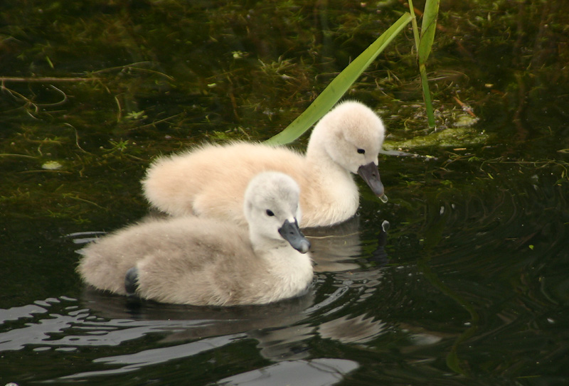 Cygnets