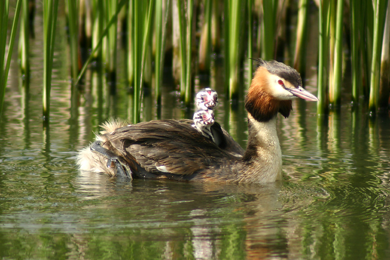 Great Crested Grebe with chicks
