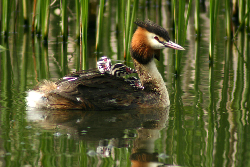 Great Crested Grebe with chicks