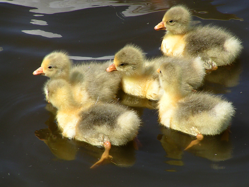 Goslings