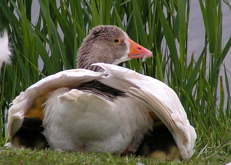 Goose with goslings