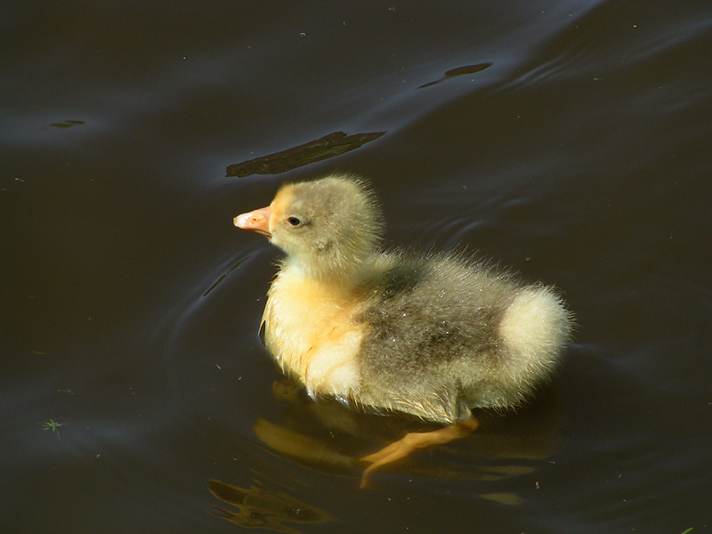 Gosling