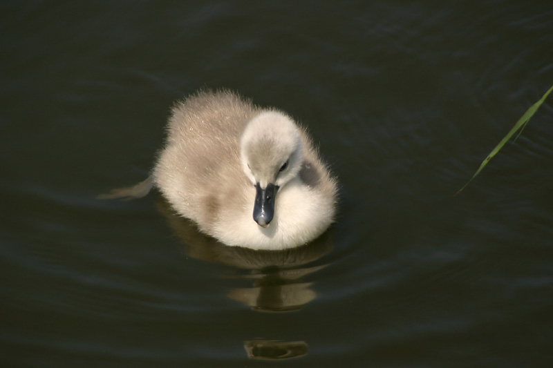 Cygnet