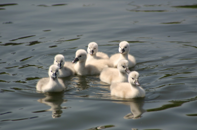 Cygnets