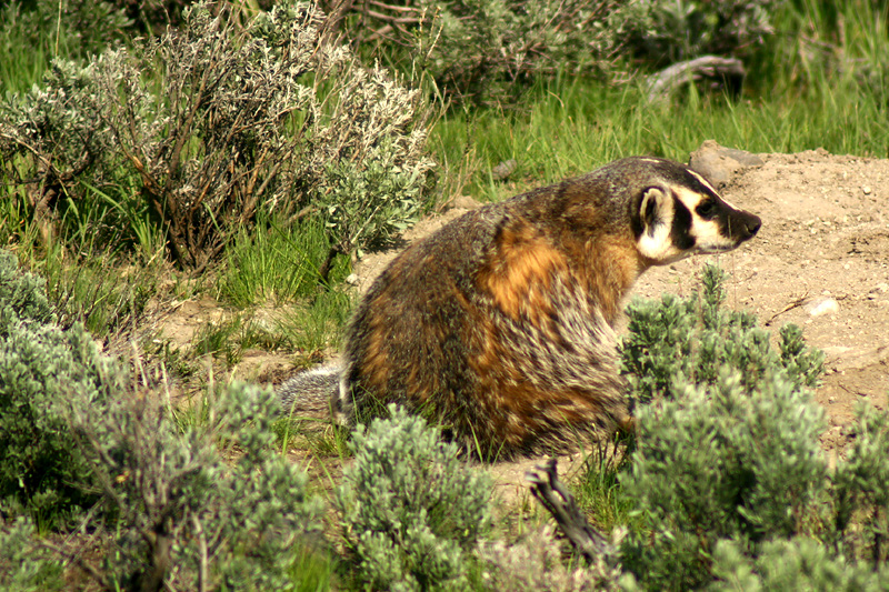 Badger
