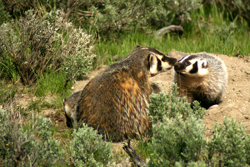 Badger with baby