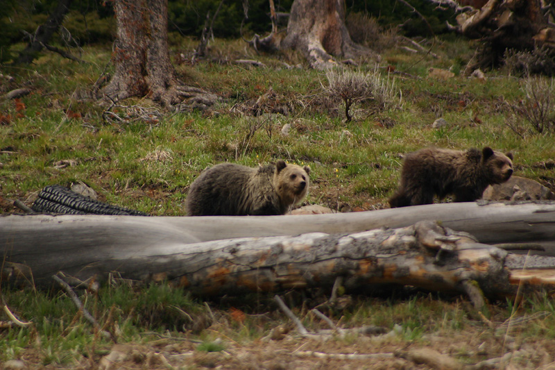 Griz yearlings