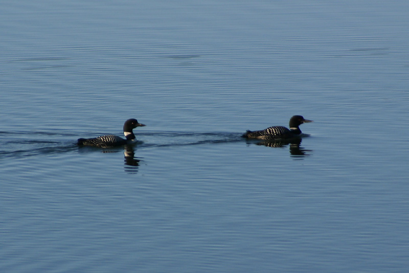 Loons
