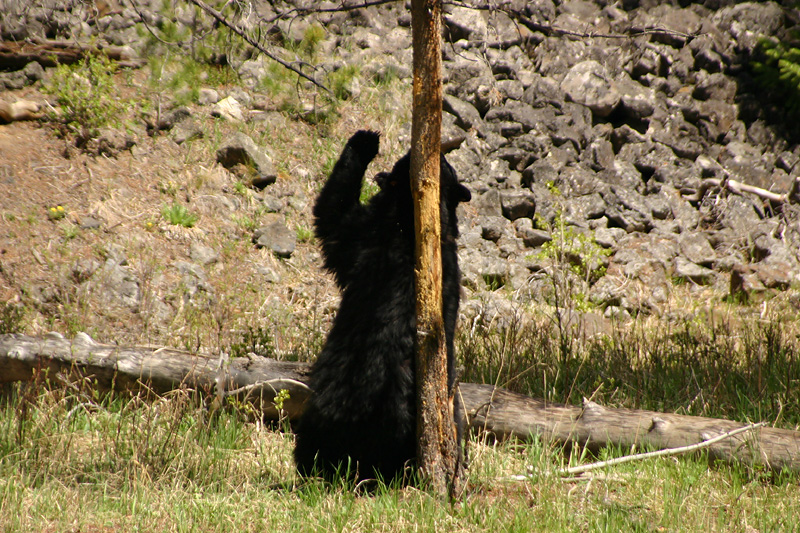 Back scratching