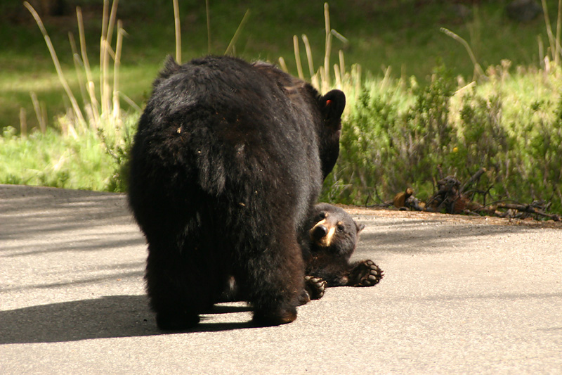 Rosie and cub playing