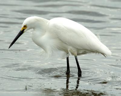 Snowy Egret