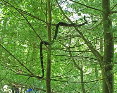 Black Rat Snake Climbing Tree