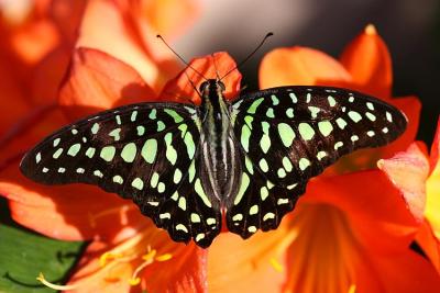 02 26 2005 Tailed Jay Butterfly 1540.jpg
