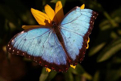 02 26 2005 Blue Morpho Butterfly 1632.jpg