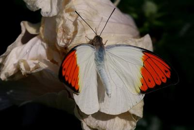02 26 2005  Great Orange Tip Butterfly 1748.jpg