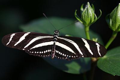 02 26 2005  Zebra Longwing Butterfly 1712.jpg